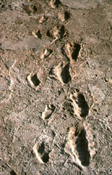 Photo of fossilized footprints