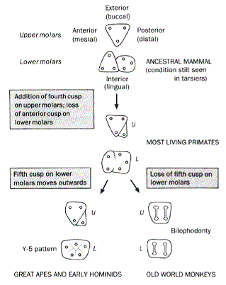 evoluzione del molare negli ominoidei