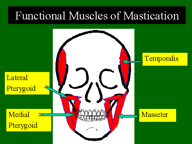 schema muscoli masticatori
