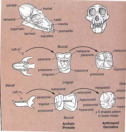 evoluzione del molare negli Antropoidei