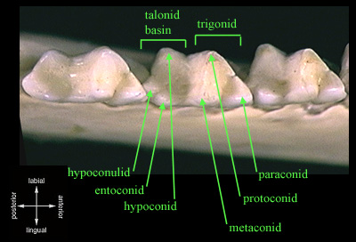 molare tribosfenico superiore
