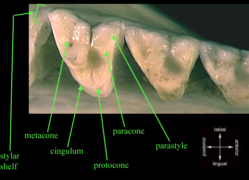 molare di forma triangolare con 3 cuspidi principali