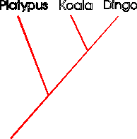 Cladogram 1